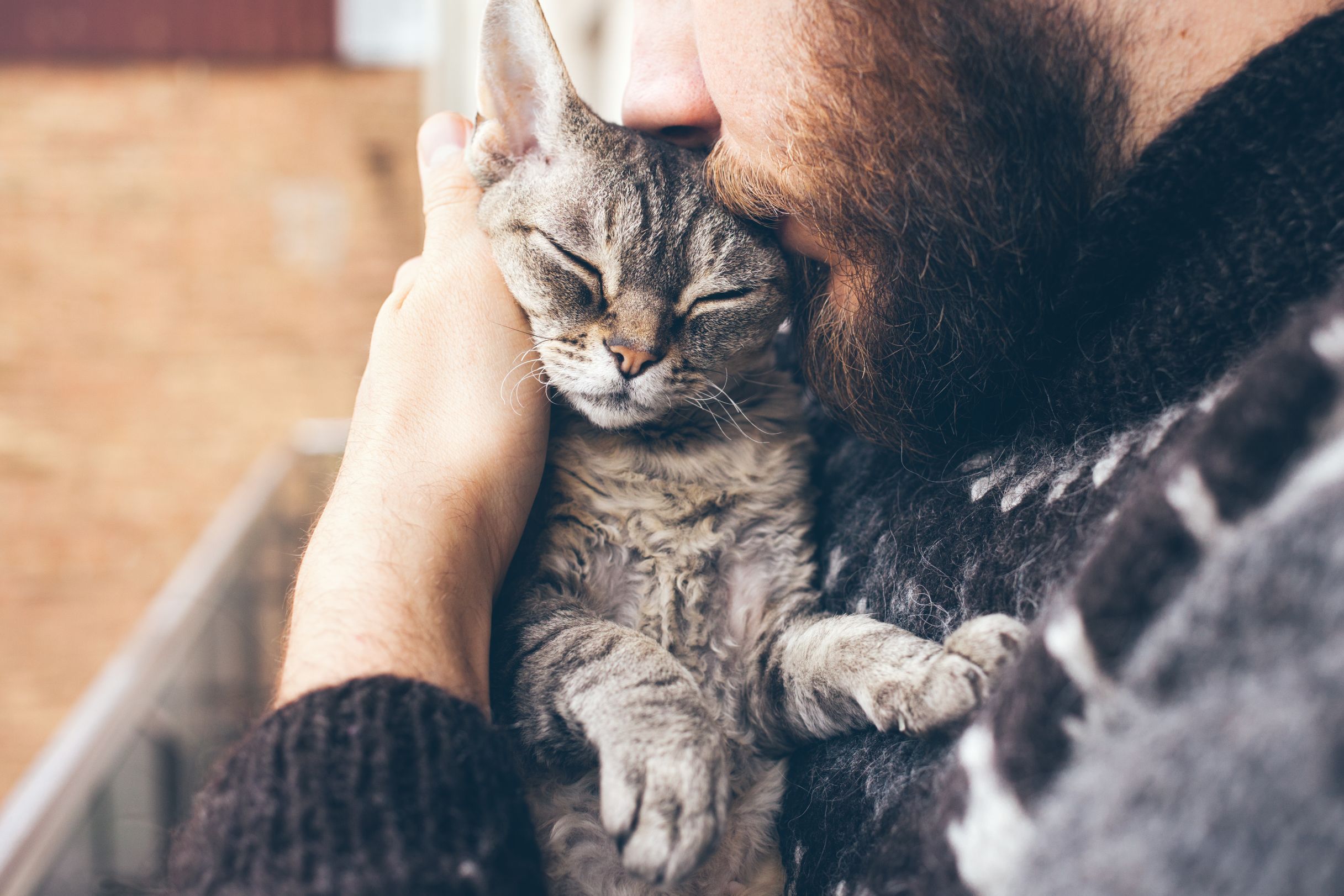 The Surprising Benefits of Feline Chiropractic Care in Vero Beach