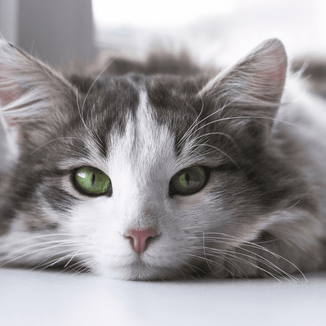 Is your cat hiding more than usual