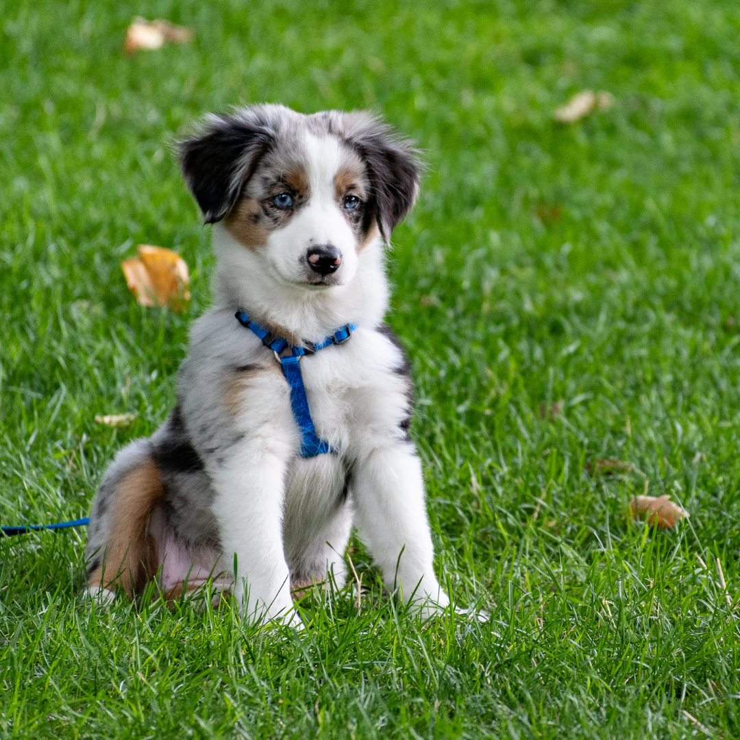 How to improve your pet’s mobility