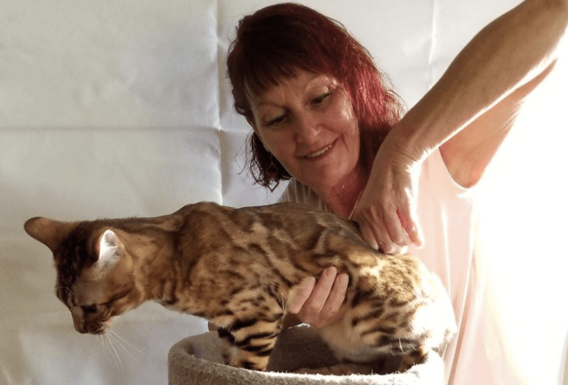 Is Your Cat in Pain? We’re Here to Help! | Florida Well Adjusted Animals