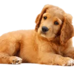 Florida Animal Chiopractic- Dog - Chiropractics